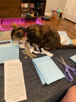 Photo of Marnie the cat on top of emergency grant packages.